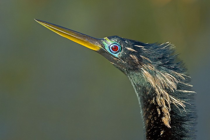 Anhinga anhinga Anhinga